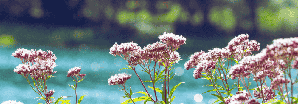 Cómo tomar valeriana para los nervios de forma segura y efectiva